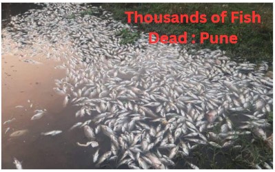 Thousands of Fish Dead in Mula Mutha River, Pune Pollution: Water Sample Test Results Awaited