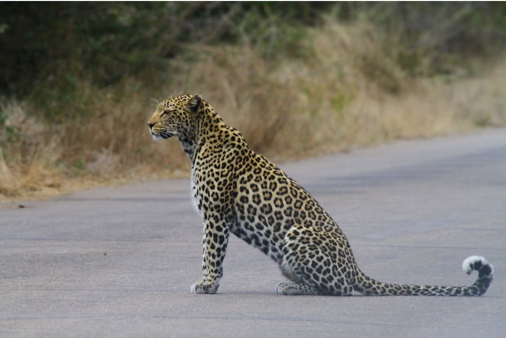 Leopard Killed in Accident with Speeding Car on Mumbai-Pune Expressway