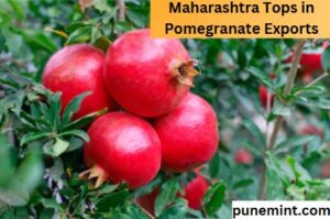 Maharashtra Leads India's Pomegranate Exports with 78% Share, Boosting Farmer Success